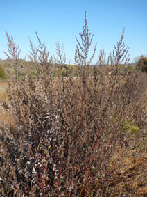 Artemisia vulgaris